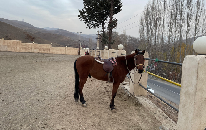 باشگاه های اسب سواری کردان